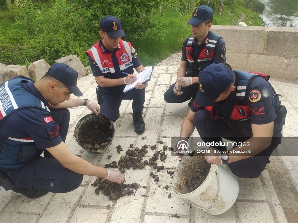 Aksaray'da izinsiz salyangoz toplayan kişiye para cezası