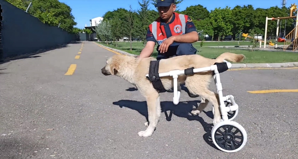 Aksaray'da jandarma personeli felçli köpek için yürüteç yaptı