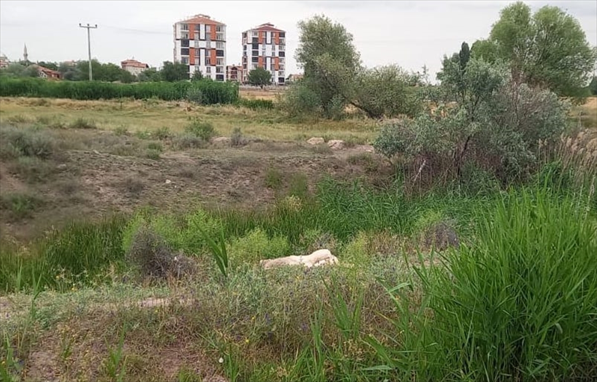 Aksaray'da sahipsiz köpeği öldüren kişi gözaltına alındı