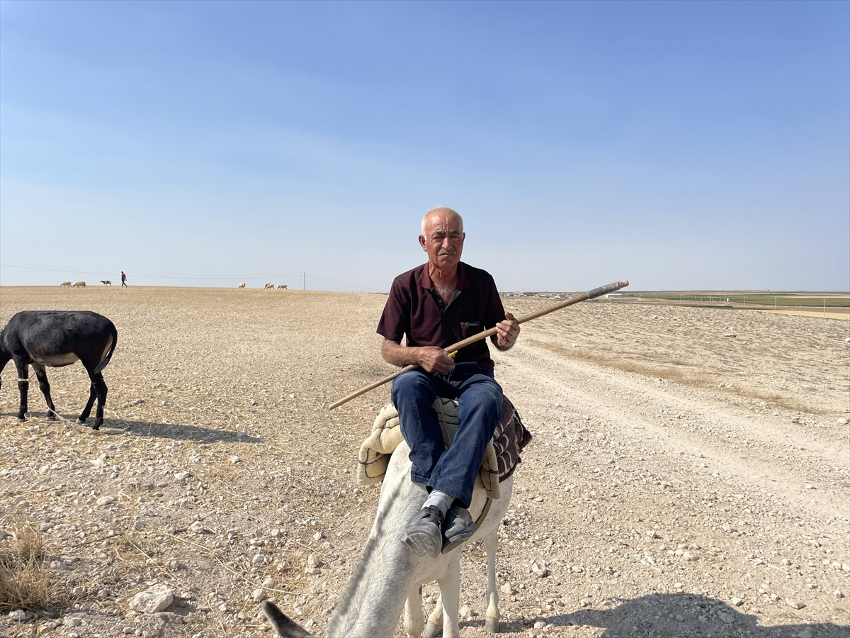 Aksaraylı çoban, koyun güderken söylediği türküleri sosyal medyadan canlı yayınlıyor