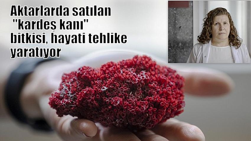 Aktarlarda satılan "kardeş kanı" bitkisi, hayati tehlike yaratıyor
