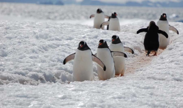 AKUT: Karlı ve buzlu yolda penguen yürüyüşü tekniğini uygulayın