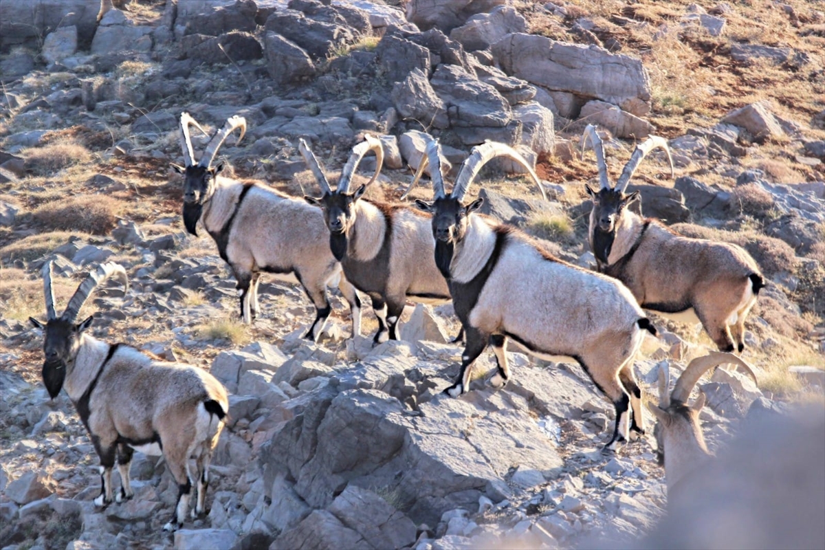 Aladağlar'daki yaban keçisi sayısı 2 bin 534'e ulaştı