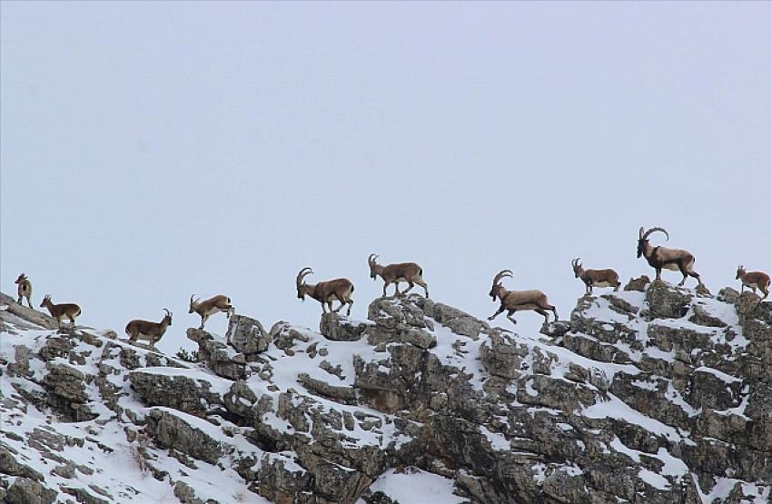Aladağlar'daki yaban keçisi sayısı 2201'e ulaştı