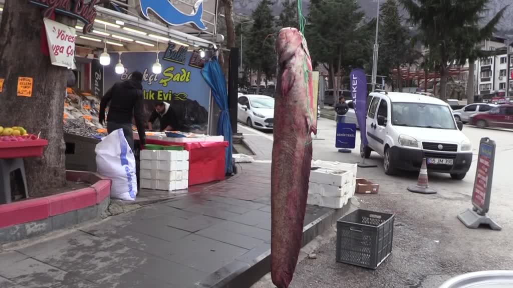 AMASYA - 75 kilogramlık yayın balığı yakalandı