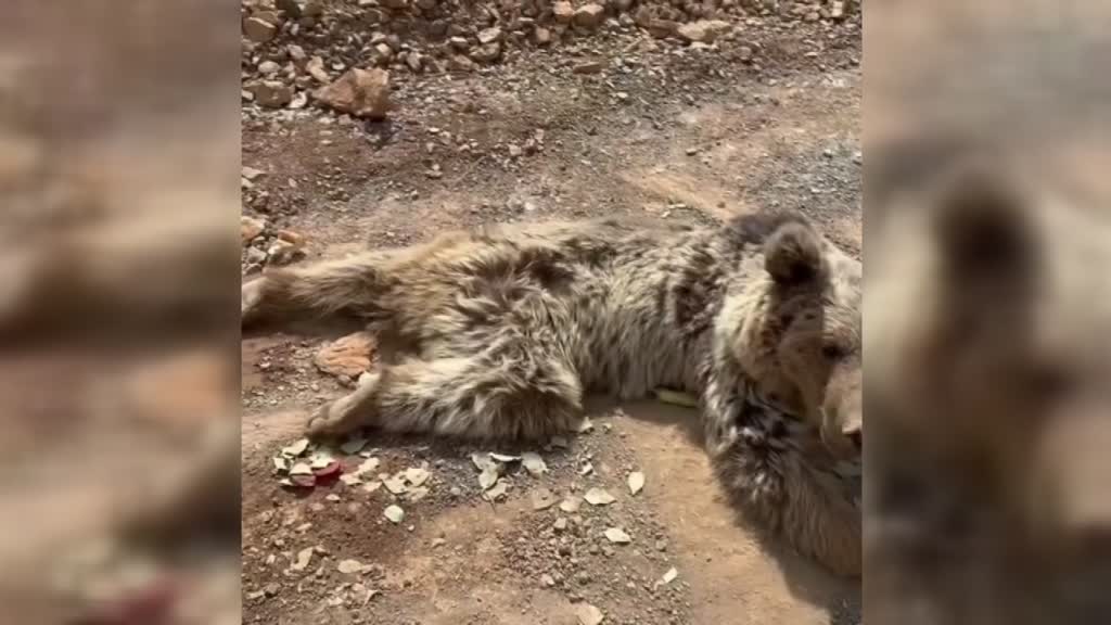 ANKARA - Dağdan kopan kaya parçalarıyla yaralanan ayı tedaviye alındı
