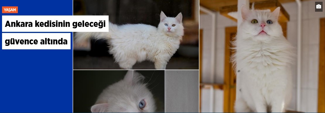 Ankara kedisinin geleceği güvence altında