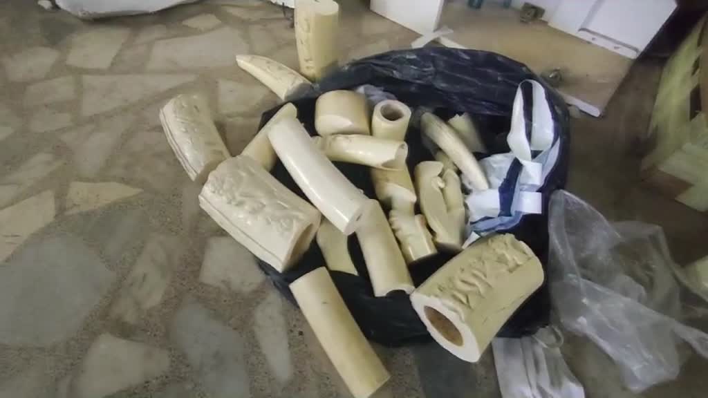 ANKARA - Koruma altındaki yaban hayvanlarının boynuz ve dişlerini satana 1,1 milyon ceza kesildi