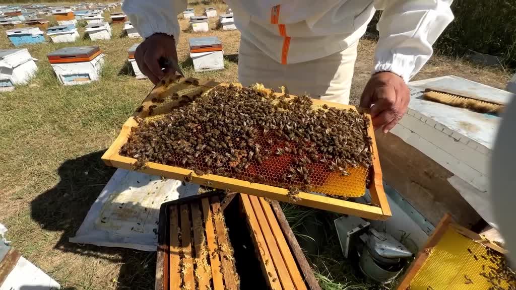 ANKARA - Türkiye Arıcılık Haritası güncellendi