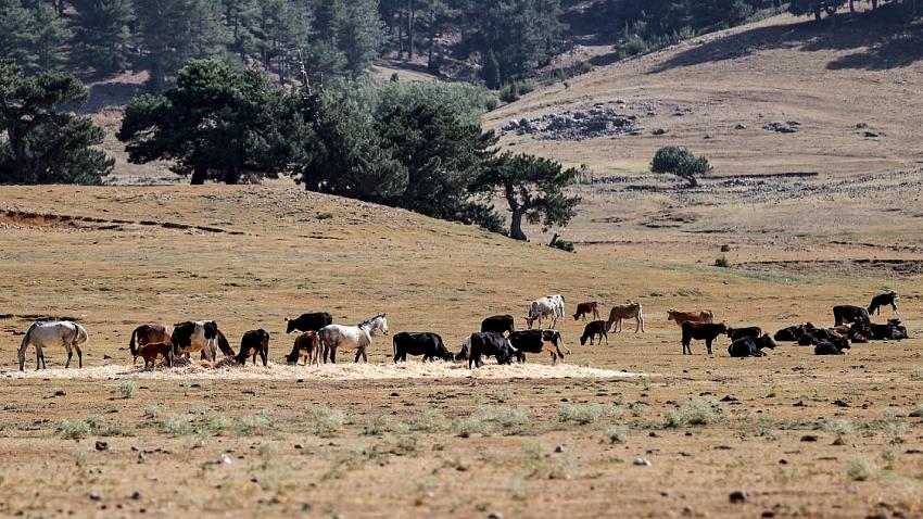 Antalya'daki yangın sonrası yılkı atları için ovaya tonlarca yem ve saman bırakıldı