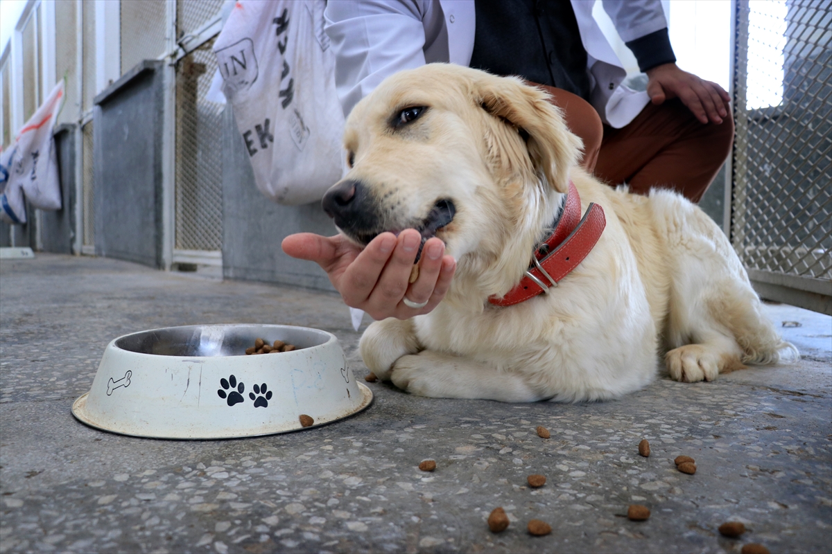 ANTALYA/KONYA - Çekirgelerin un haline getirilerek köpek mamasında kullanımı araştırılıyor
