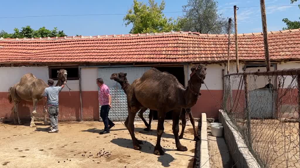 Antalyalı girişimci eşek sütünden sonra at ve deve sütü üretimine yöneldi