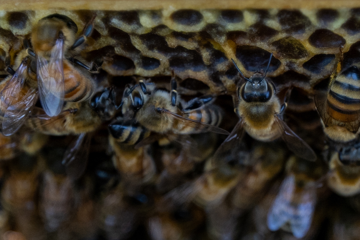 Arı ölümlerine yol açan faktörler iklim değişikliğiyle artıyor