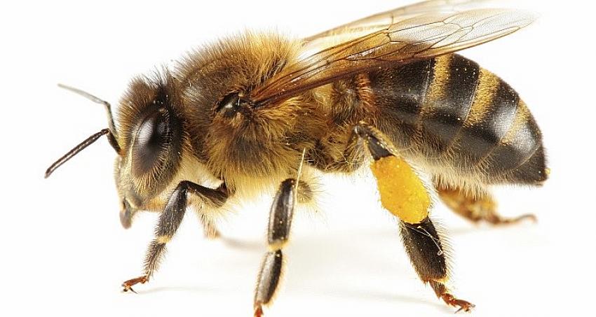 Arı zehri ciltte yaşlanma karşıtı etki gösteriyor