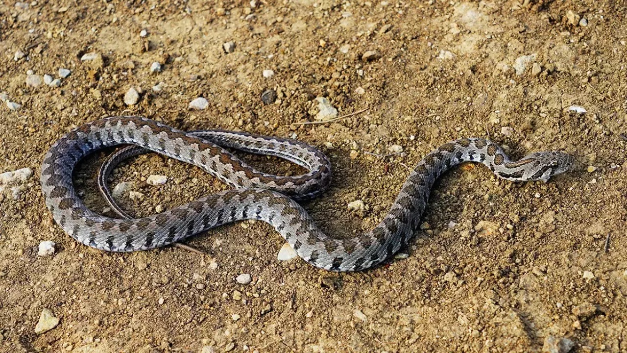 Artvin'de  Üzerine   bastığı Yılanın ısırdığı yaşlı kadın hayatını  kaybetti.