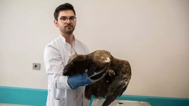 Ateşli Silahla Yaralanan Kaya Kartalı Tedavi Edildi