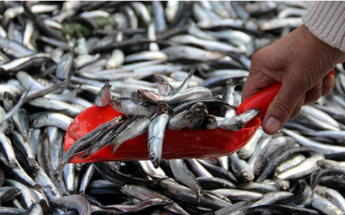 Av sezonu başladı  ilk  günde  hamsinin kilosu tezgahlara ise 150 liradan giriş yaptı.