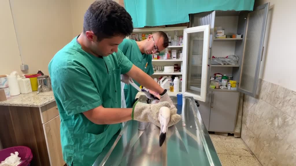 Avcıların vurduğu uçma yetisini kaybeden flamingoya özel bakım