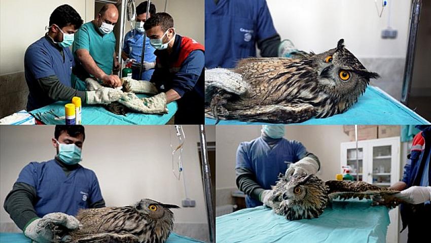  Avcıların vurduğu, uçma yetisini kaybeden puhu kuşuna özel bakım