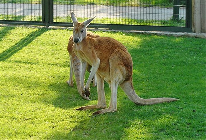 Avustralya'da 5 milyon kanguru için "vur izni"