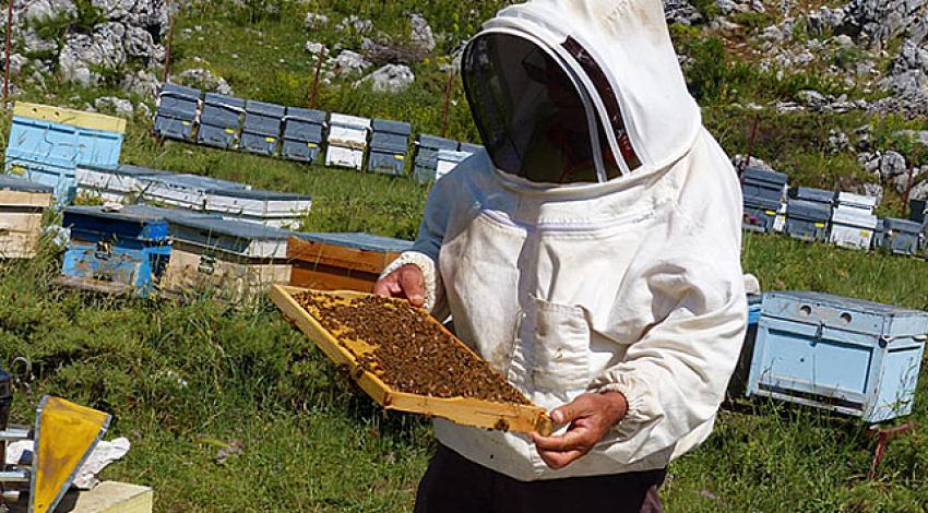 Bahar aylarında arı ölümleri artacak mı?