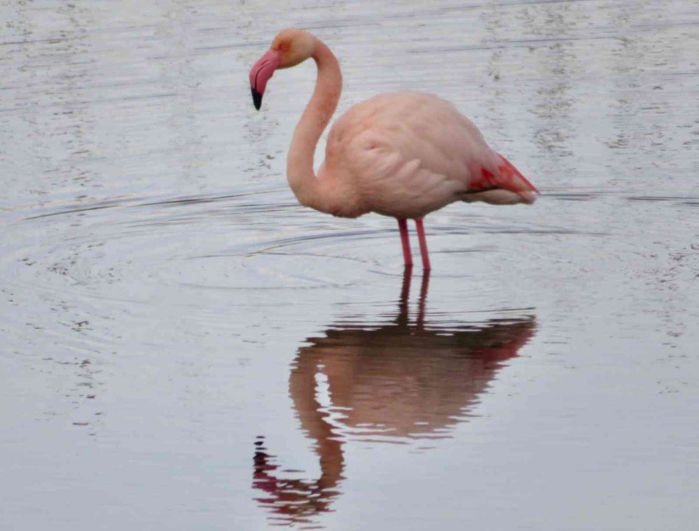 Baharın müjdecileri Konya'ya geldi! Farklı türler gözlerden kaçmadı