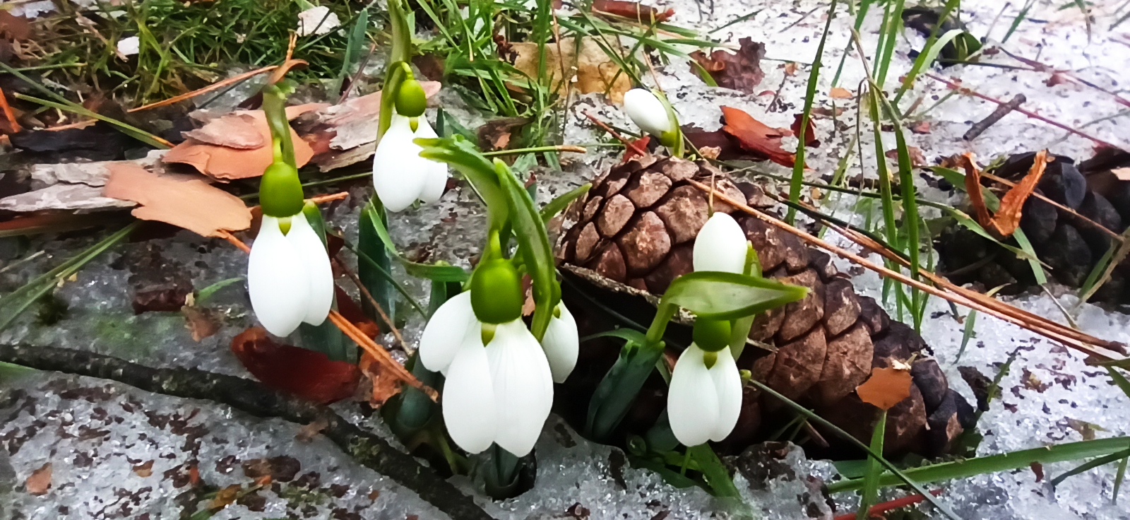 Baharın müjdecisi ilk cemre havaya düştü