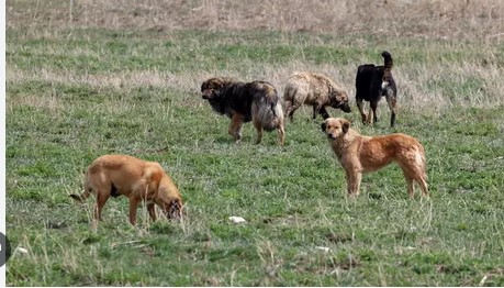 Bakan Tunç duyurdu: Sahipsiz hayvan saldırılarına soruşturma başlatıldı