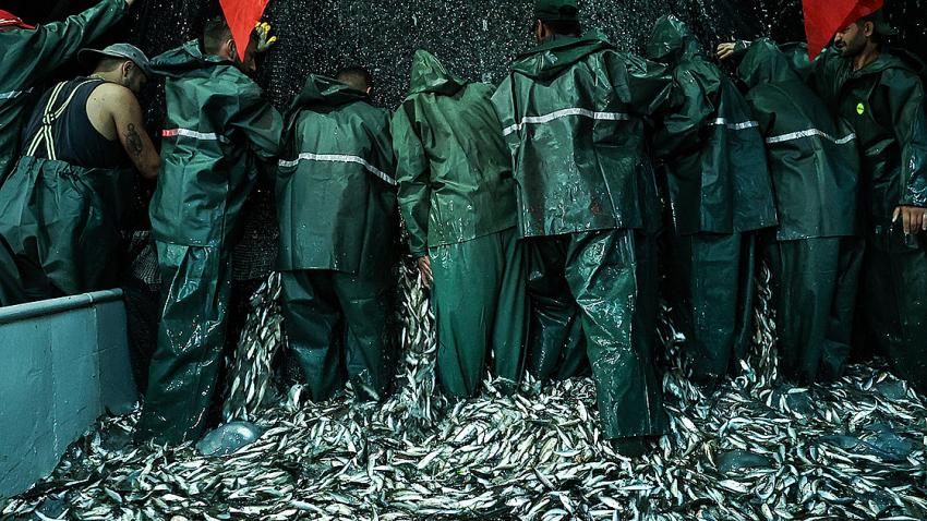 Balıkçılar ilk ağlarını bereketiyle çekti