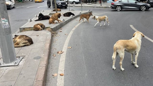 Başıboş köpek sorunu üç aşamada bitecek