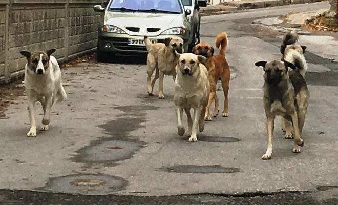 Başıboş köpek terörüne neşter vurulacak: Meclis'in ilk gündemi! İstanbul'da da talimat