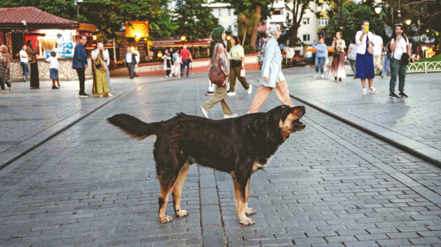 Başıboş köpekler 4 yılda toplanacak