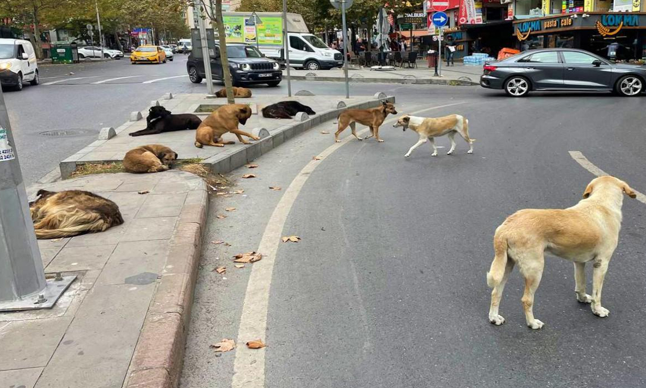 Başıboş sokak köpeği sorununda yeni adım! Bakan Yerlikaya açıkladı: Kurala uymayan yandı