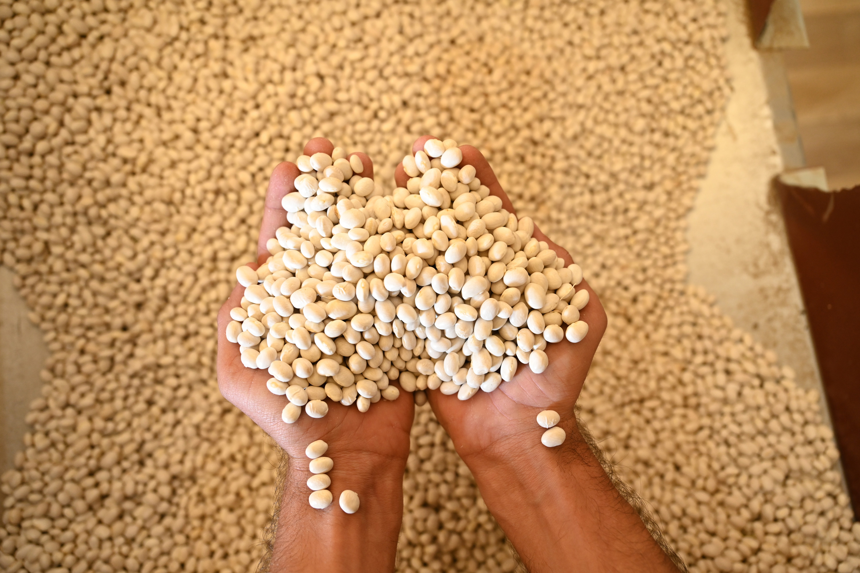 BAŞKAN ALTAY: “COĞRAFİ İŞARETLİ AKÇABELEN FASULYESİ DÜNYA MARKASI OLMA YOLUNDA İLERLİYOR”