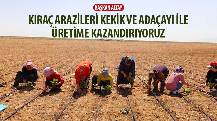 Başkan Altay: “Kıraç Arazileri Kekik ve Adaçayı ile Üretime Kazandırıyoruz”