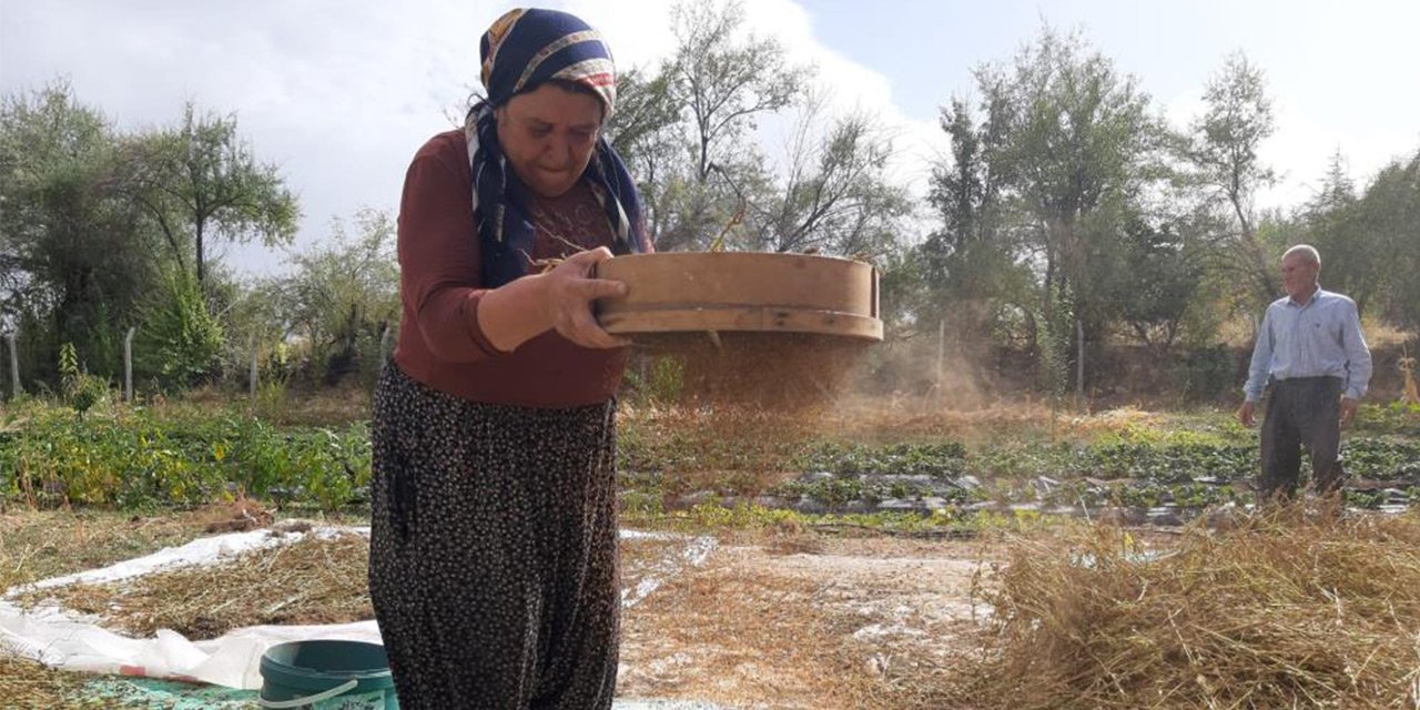Bayavşarda  üretimi yapılan tahinlik susam, üreticinin ek gelir kaynağı oldu.