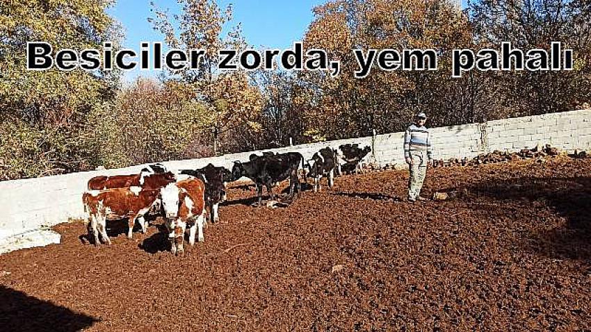 Besiciler zorda, yem pahalı