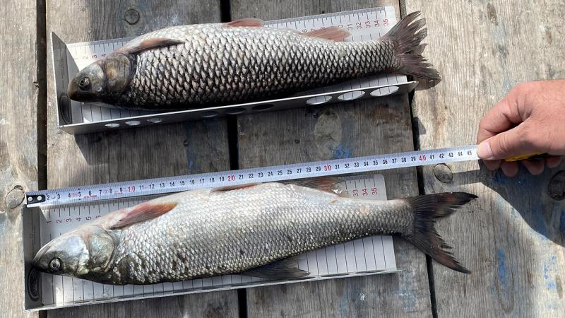 Beyşehir'de boy limiti altında balık satışı yapanlara ceza uygulanıyor