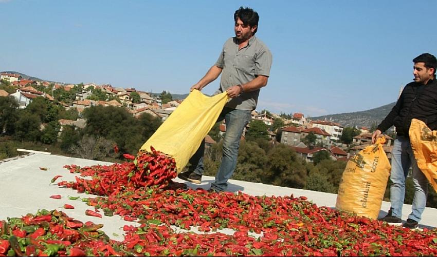 Beyşehir'de deneme amaçlı isot biberi yetiştirdi
