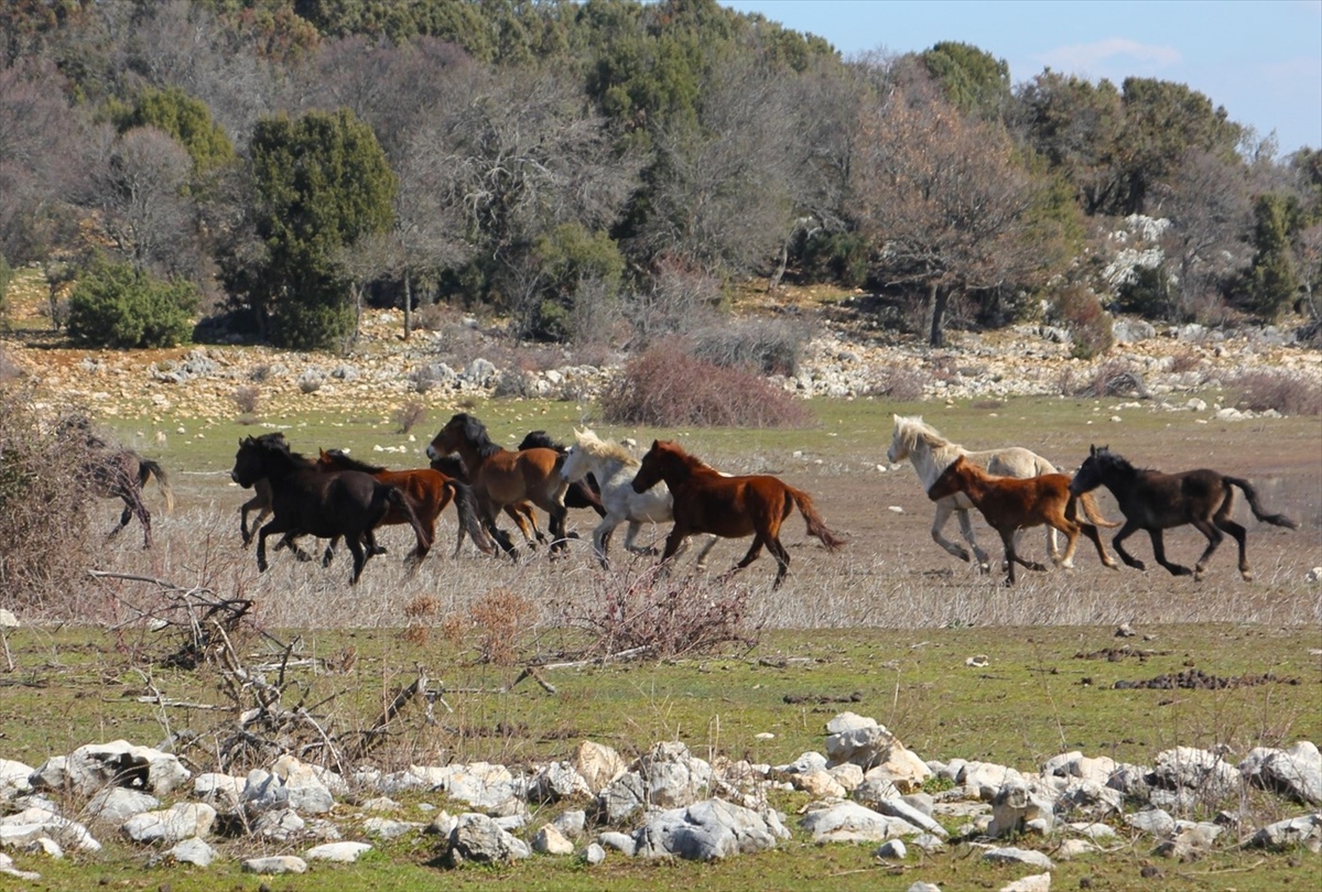 Beyşehir'de doğa tutkunları yaban atlarının izlerinden yürüdü