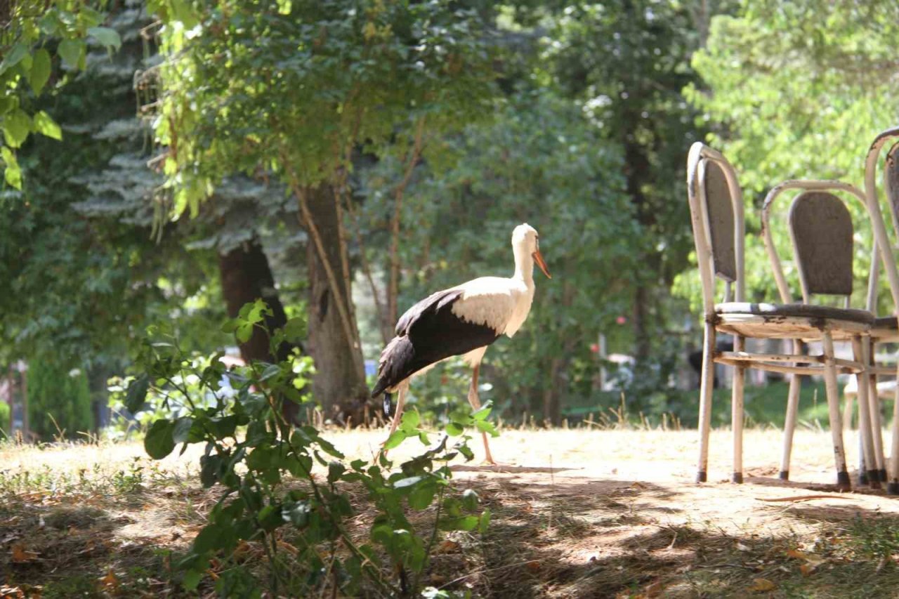 Beyşehir'de insanlardan kaçmadan gezinen yavru leylek parkın maskotu oldu