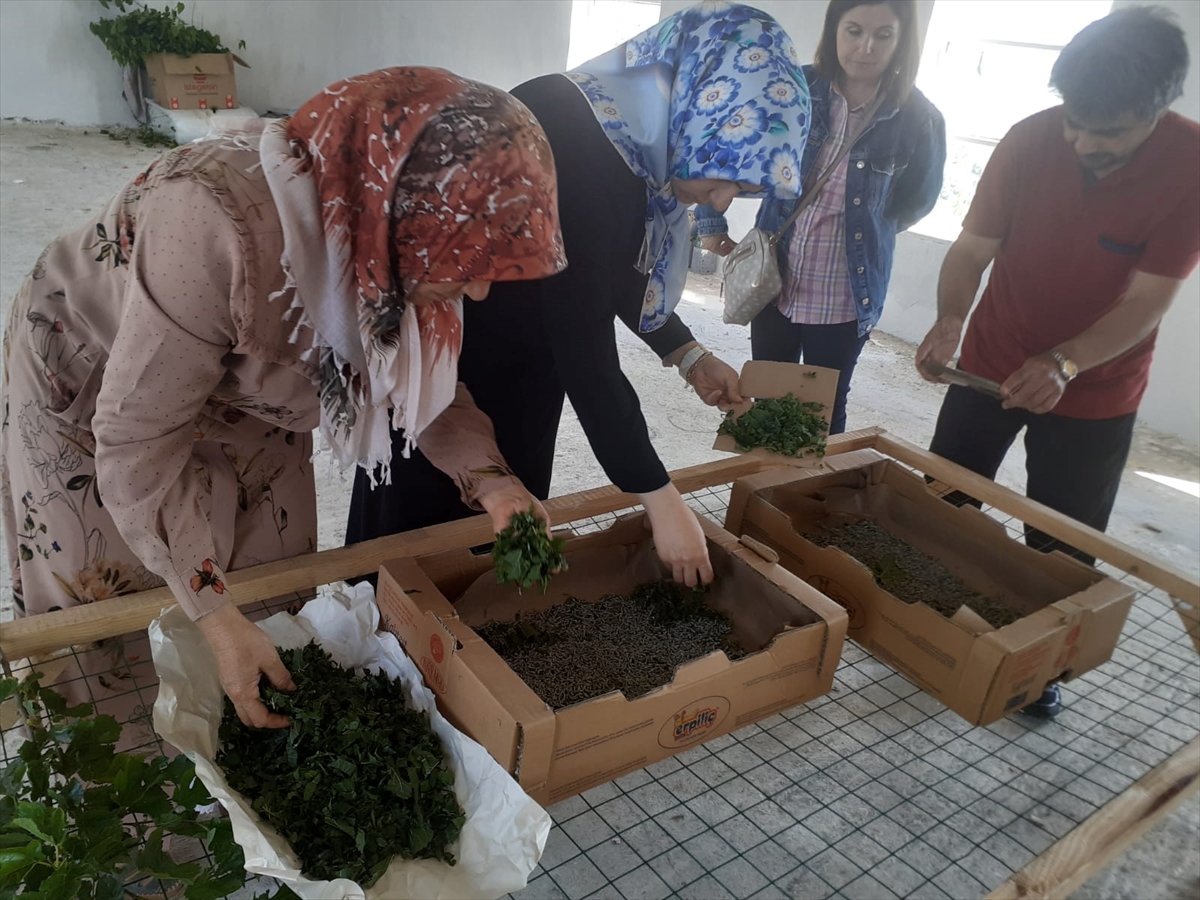 Beyşehir'de kadın çiftçiler ipekböceği kozası üretiyor