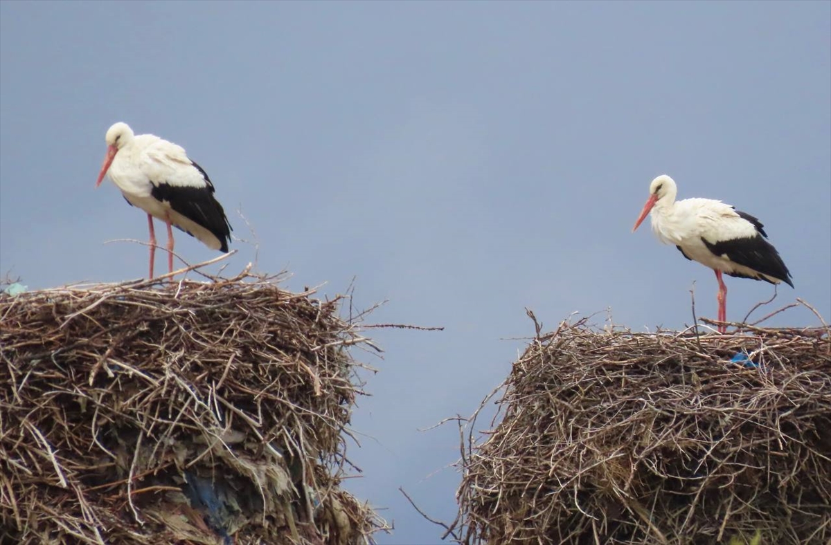 - Beyşehir'de leylekler vadisinin konukları geldi