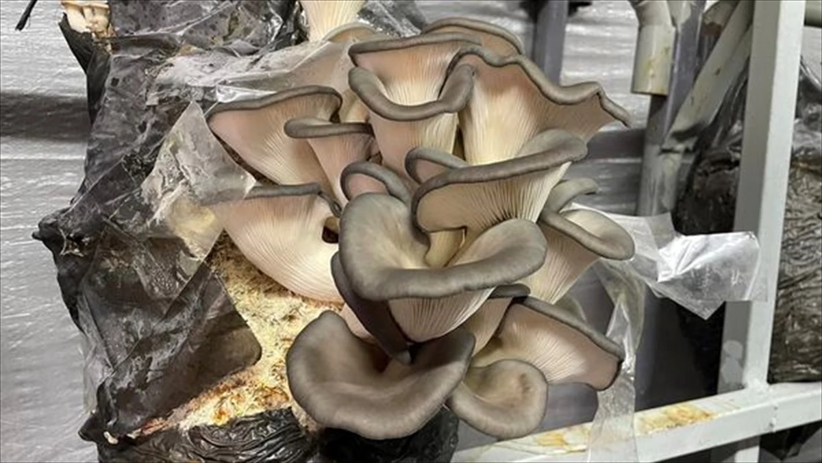 Beyşehir'de Mantar Üretimi Geliştirme Çalışmaları Devam Ediyor