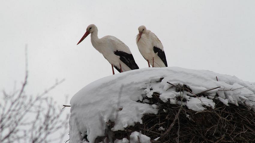 Beyşehir'de mekanlarına gelen leyleklere kar sürprizi