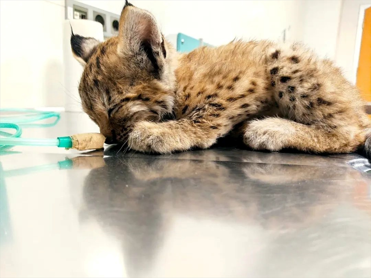 Beyşehir'de otomobilin çarptığı yaralı vaşak tedaviye alındı