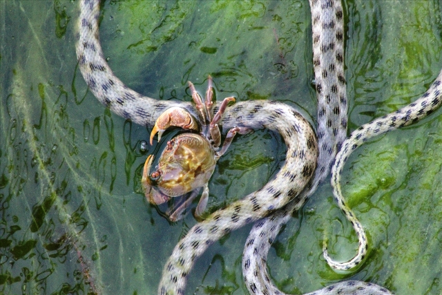 Beyşehir'de su kanalında akıntıya karşı yüzen su yılanları görenlerin ilgisini çekiyor