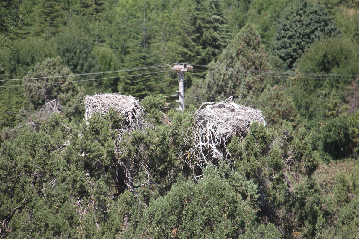Beyşehir'deki leyleklerin mekanları sessizliğe büründü