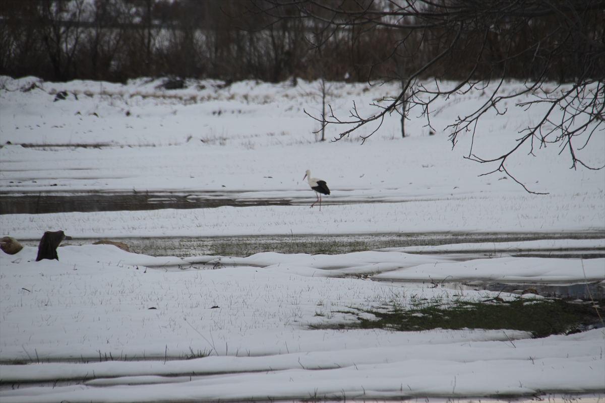 Beyşehir'e gelen leyleklere yuvalarında kar sürprizi