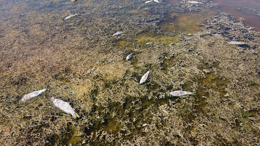 Beyşehir Gölü kenarındaki sulak alan kurudu, yüzlerce balık telef oldu